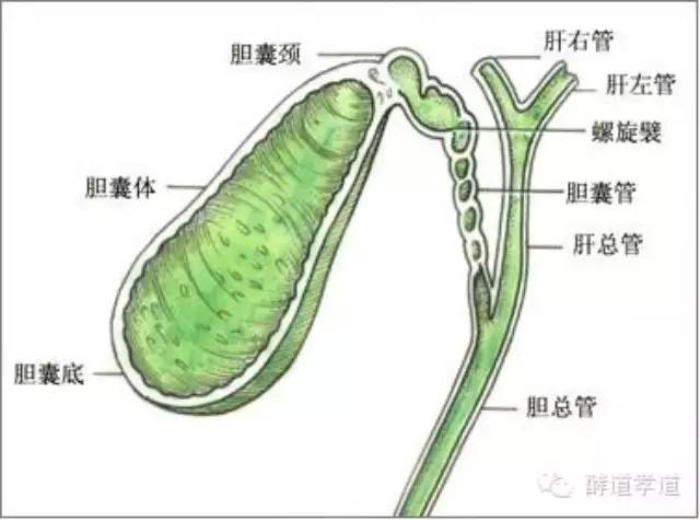 慢性胆囊炎