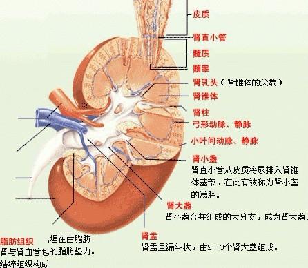 肾病综合征偏方