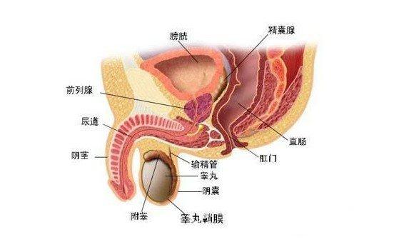 前列腺炎偏方